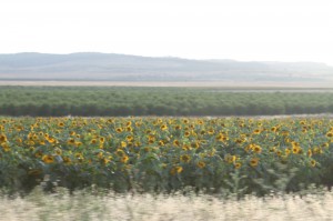 Agriculture is booming on the road to Jerusalem. (Bob Haynes photo)