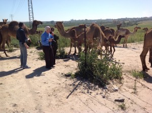 We got a chance to visit the local camels during our tour.