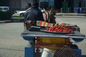 Beautiful strawberries, once a primary export of Gaza, now dispensed locally from carts because the full export is no longer allowed (photo by Bob Haynes)