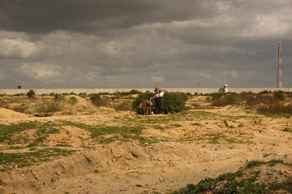 Harvesting from a not-so-green field. Photo by Bob Haynes